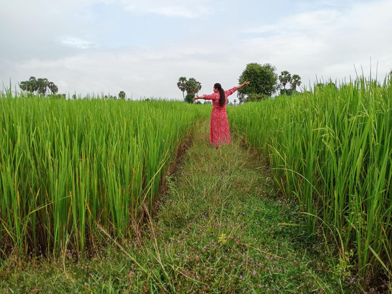 A woman in a red dress standing in rice fields