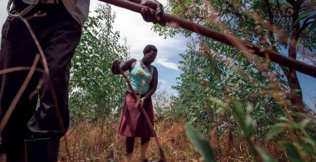A woman and man doing agricultural work