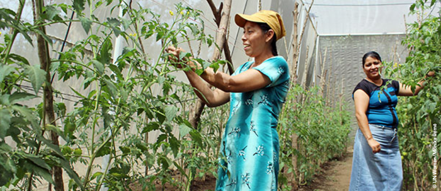 women tending to harvest